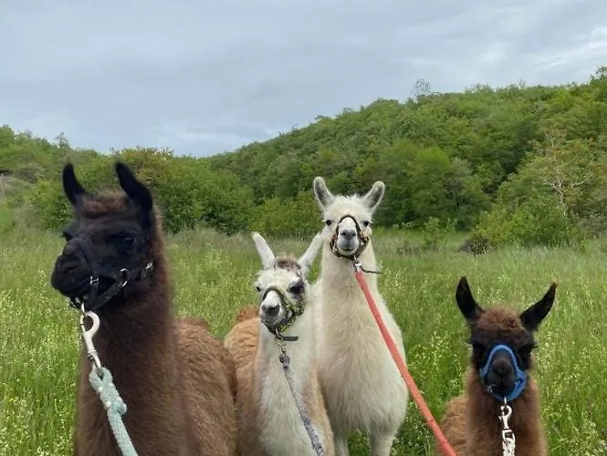 Ferme Bordeneuve Bed & Breakfast Sonnac-sur-l'Hers